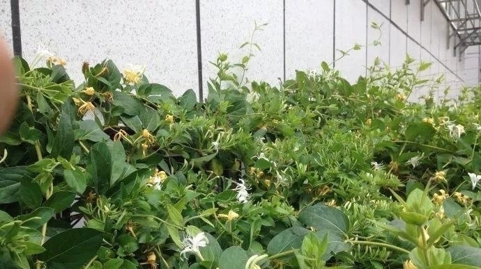 养花|自制养花杀菌水,7天浇一勺,花不生虫不烂根