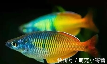 美人鱼|强烈推荐一种小众观赏鱼，欣赏效果很好，饲养难度极低