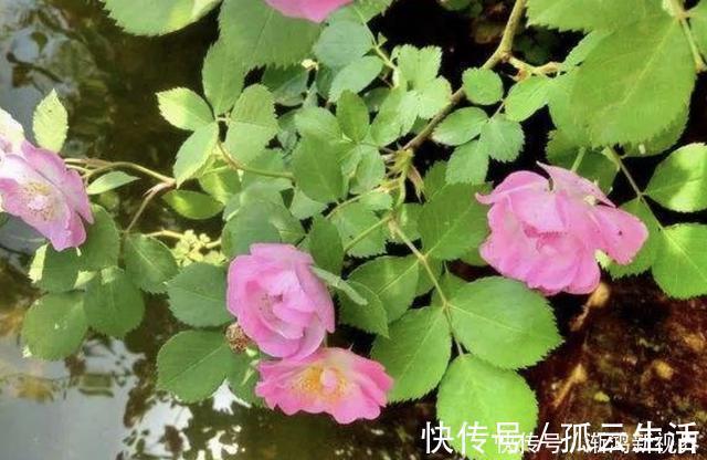枝条|“沾土”就生根的1种花,夏天扦插2盆,9天“冒根系”,长势快