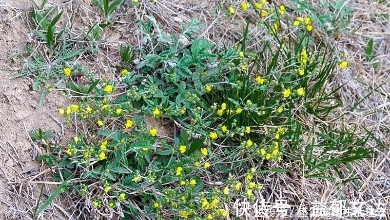 本草便读|根似人参却不是“参”,长在农村过去常忽视,如今20元一斤
