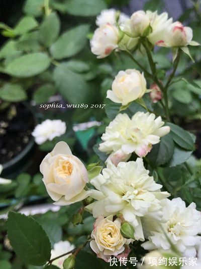 花仙子的阳台,30多种月季如瀑布,路人都停下来观望,太美了