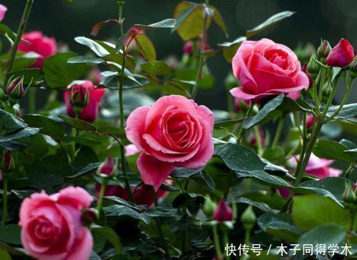 养分|月季花开花越来越少?教你这样做,新芽笋芽一起长,秋天花量翻倍