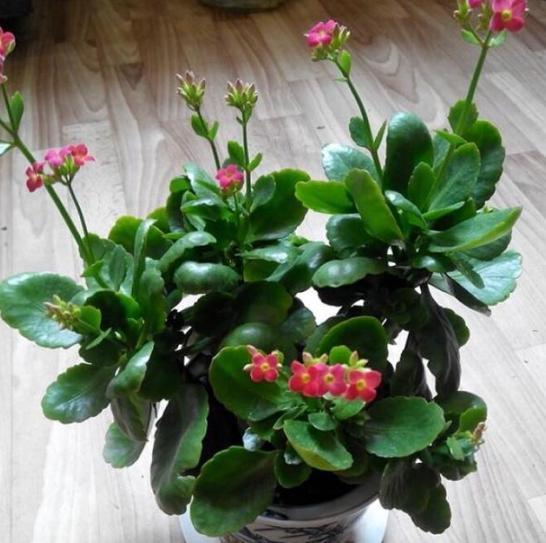 盆栽养殖长寿花,花谢就修剪、施肥,等一个月又能催花了