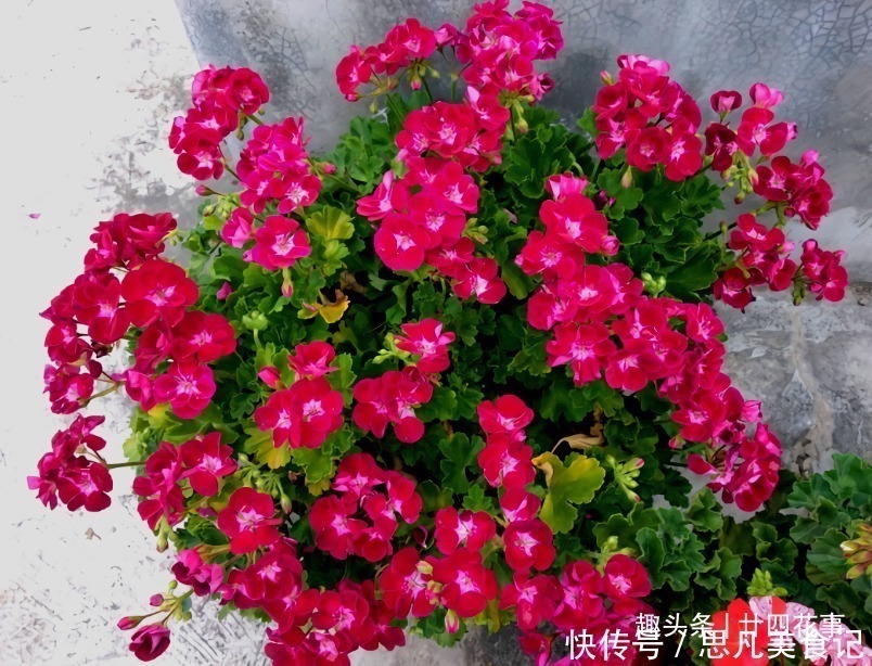 种花|6种花,长高就“变丑”,株型低矮才“漂亮”,要舍得剪!