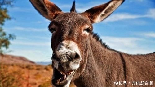 饿死|俗语驴肉香马肉臭,饿死不吃骡子肉,现在才知道古人说的有道理