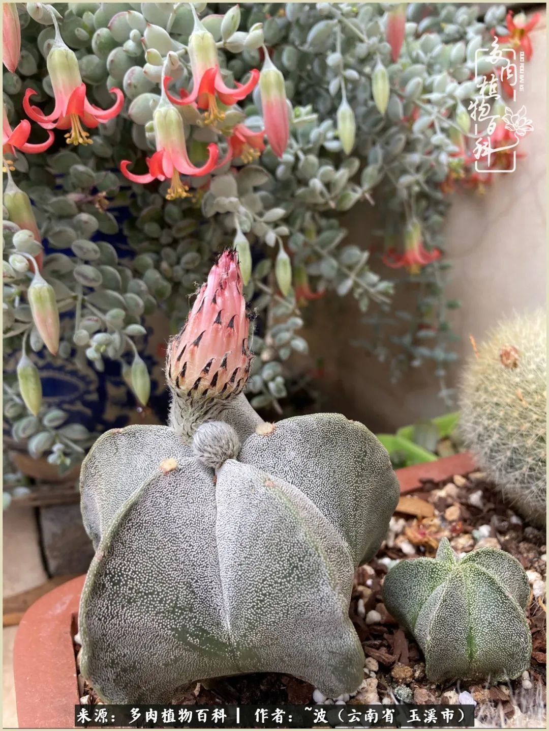 多肉|遇见即美,花事未荼蘼!种一桌子多肉,看花开花落!