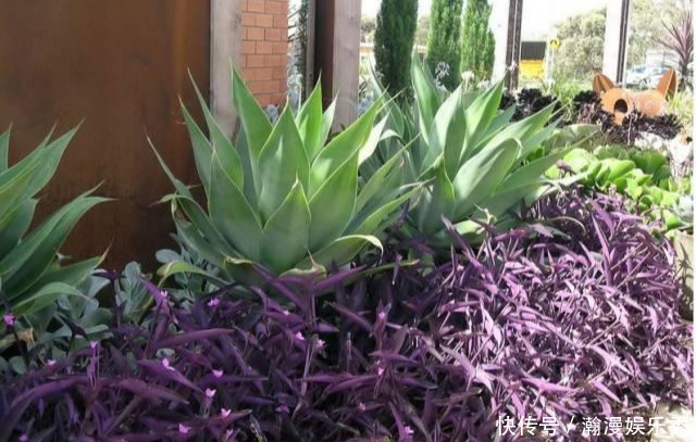 这3种吊兰千万别这么养,不然疯长爆芽,控制不住!