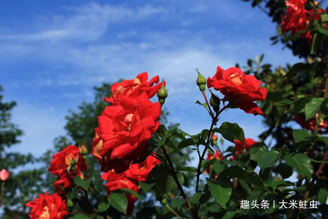 月季扦插只能等明年开春了,扦插小技巧,请先收好!