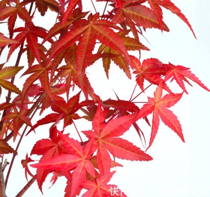 无限|错落有致叶红鲜艳红颜枫,红枫端庄秀美魅力无限,风雅别致相映红