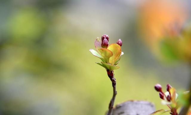 明日惊蛰,传统习俗除了吃梨,还要吃这6种美食,你都知道吗?