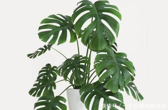 室内养6种植物,能净化空气环境,点缀家居、有益健康!