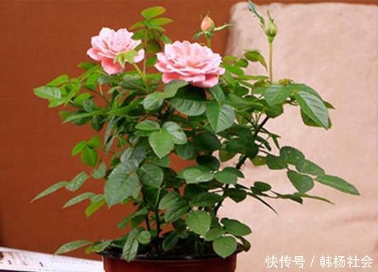 同样是在阳台养花，为什么别人养的那么好，我却养一盆死一盆