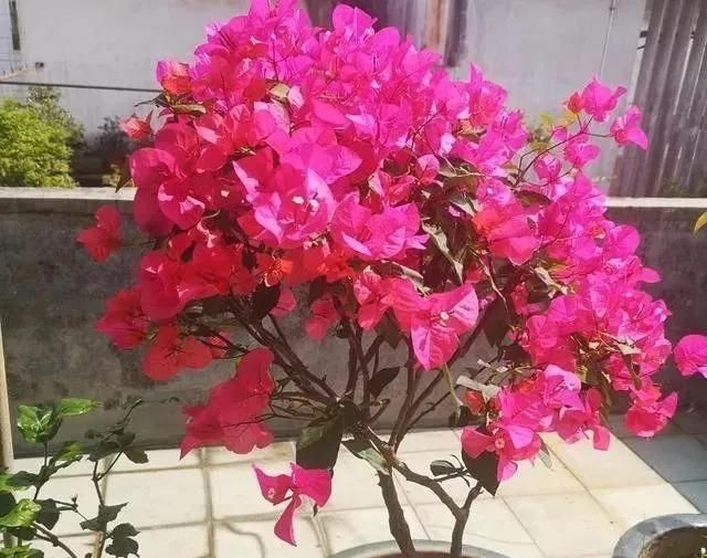 家里养“5种花”，要多“晒一晒”，根壮叶绿、开花不断