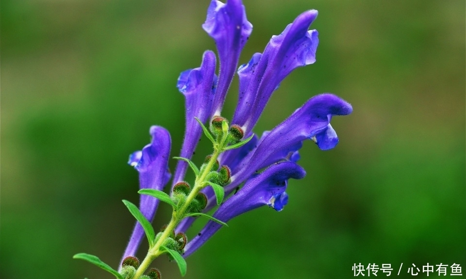 农村一种“苦草”,曾是李时珍的救命药,与黄连齐名,止咳有奇效