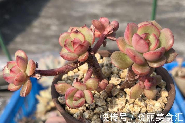 叶有红边且状若玫瑰，它就是多肉艾格尼斯玫瑰，爱它现在就买它！