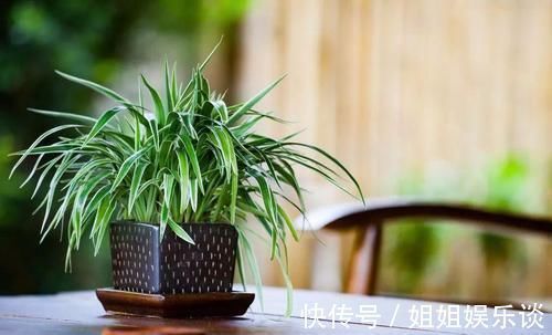 浇水|17种适合生长在弱光处的室内植物,可以摆放在家里的任何角落