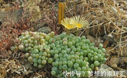 棒状|多肉五十铃玉叶形如小棒，顶端带有透明的窗，并且开花也好看