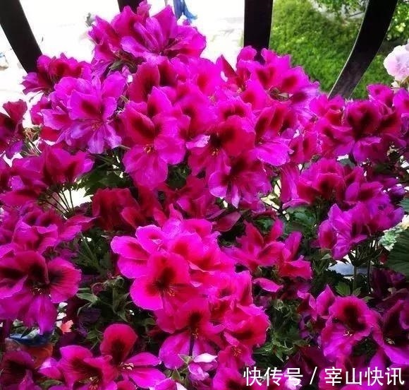 秋天的天竺葵“掐头去尾”，喂点“开花肥”，40天开花一团团