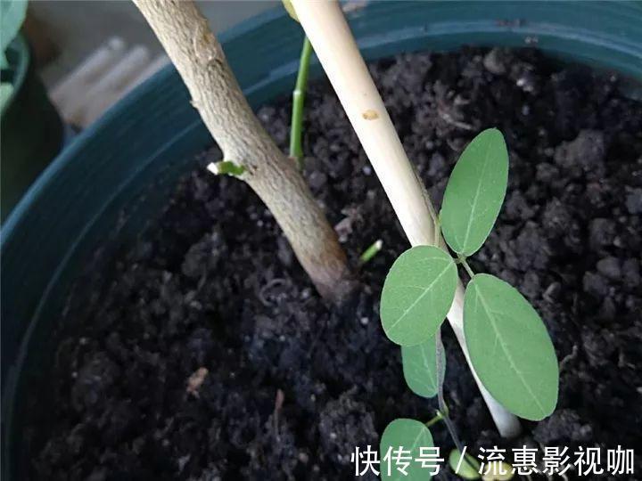 10个养花的坏习惯,赶紧改,不然真是浪费钱!