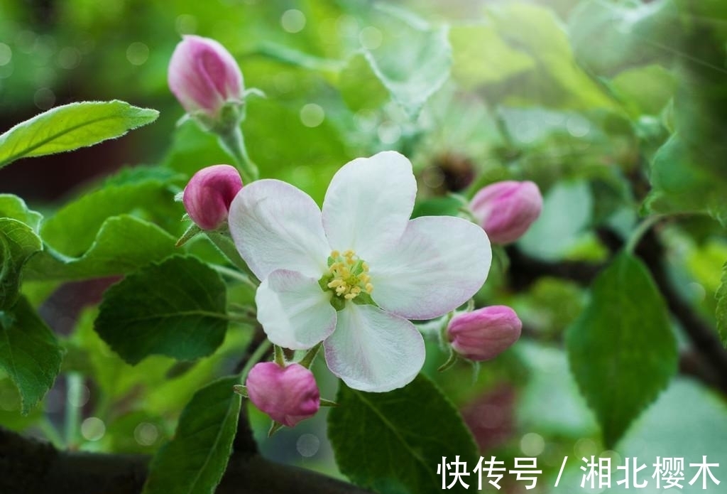 白羊|近期,这4大星座,月老牵线,桃花绽放,邂逅爱情,势必脱单