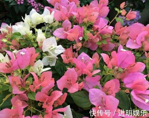 养三角梅,给它披1件“黑棉袄”,花开爆满盆,养出一片花海,美