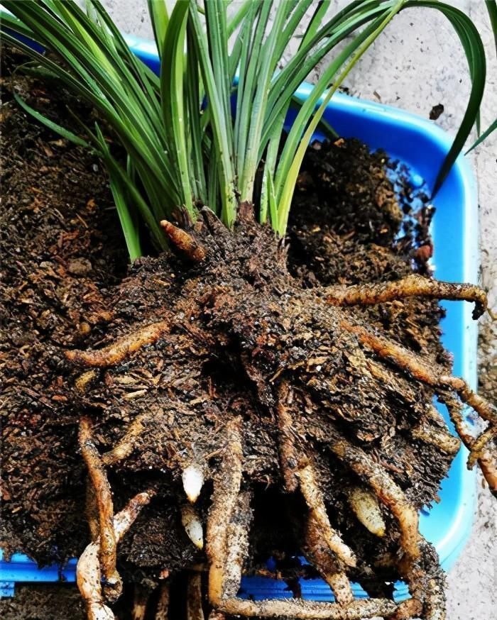 养兰花要定时换盆,脱盆、修剪、上盆及养护,每步都有注意事项