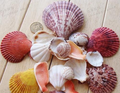 花盆里加这些东西,再也不怕花卉烂根黄叶了