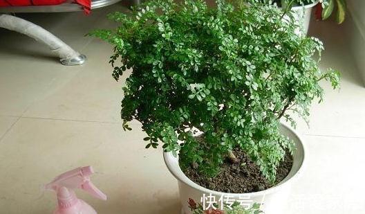 家中客厅就养它，漂亮又好养，香味清新，还能净化空气