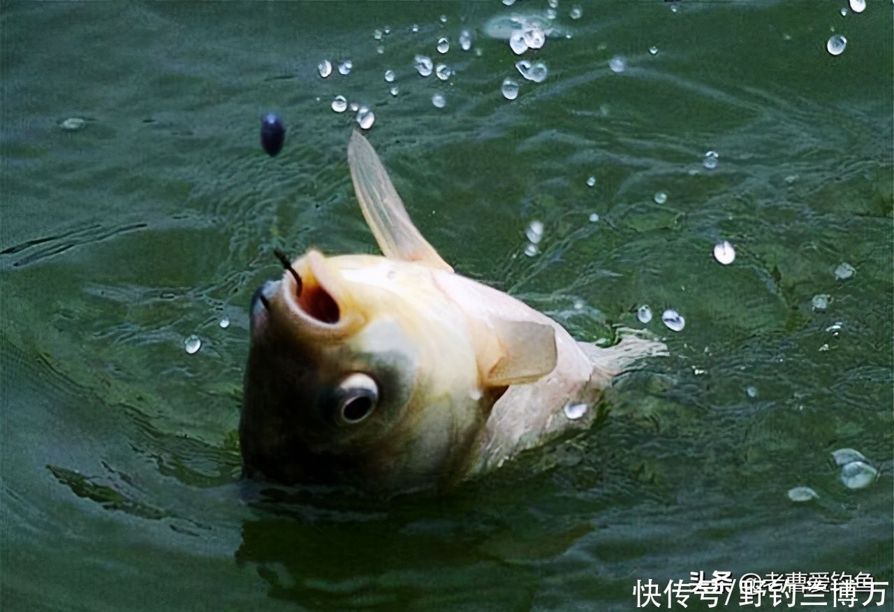 东边放生，西边钓鱼！放生人：钓鱼人不讲“武德”