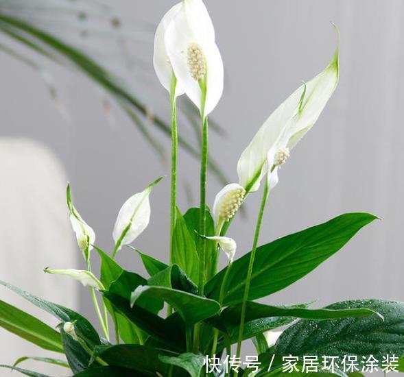 盘点10种漂亮的耐阴花,家里采光不好也能养,专为北阳台而生