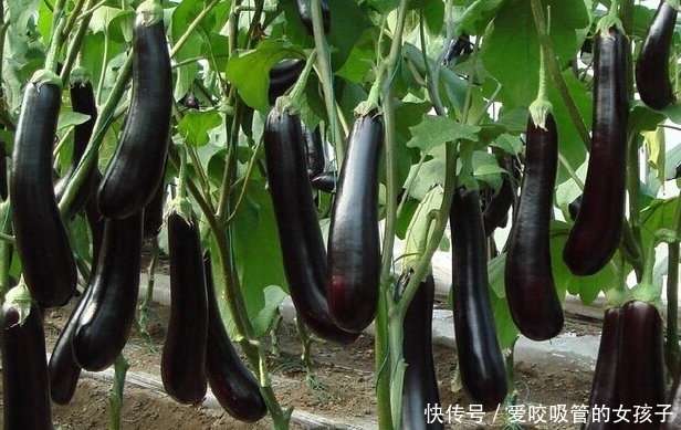 身体|土豆和它是天生一对，一周吃一次，给身体做个大扫除，脸色更红润