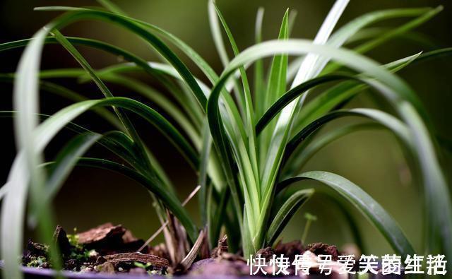 兰株|兰花弱苗复壮，仅仅是施肥吗？主要的技巧有这几点