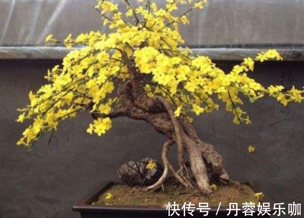 家里有5种花,想要开花多,秋天别忘施1种肥