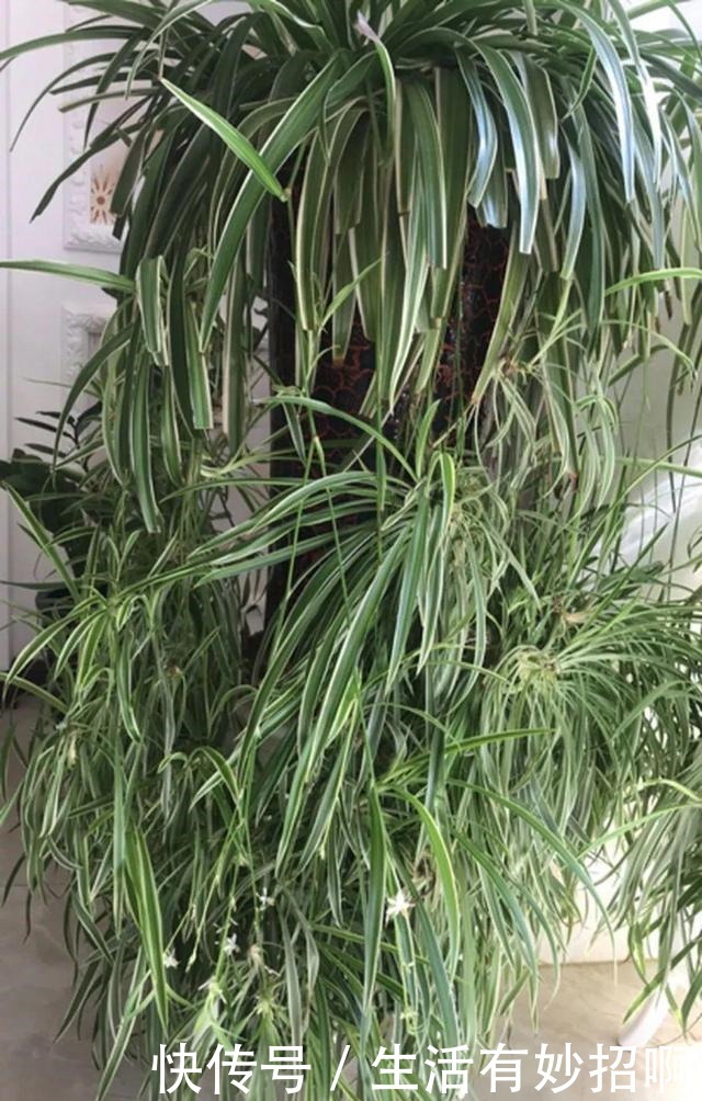 10种花,春天不能晒,躲屋里最安全!10种花,春天不能晒,躲屋里最安全!