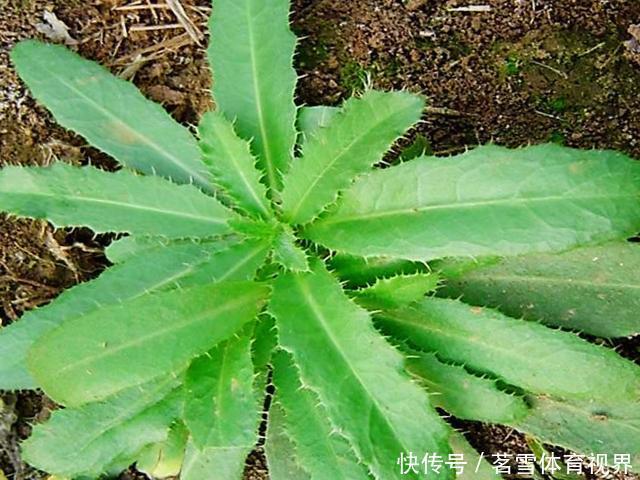 春天,野生“刺儿草”全身是宝,分享好吃做法,常食用好处多多