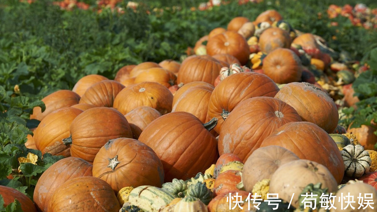 香甜|挑选南瓜时，选老不选嫩，牢记3个技巧，各个香甜软糯又好吃！