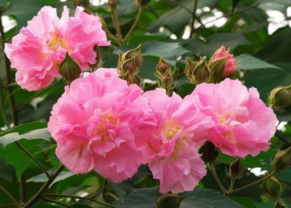 “3种花”一见水就疯长,偷偷摆厕所,叶绿、花儿大,还能去异味