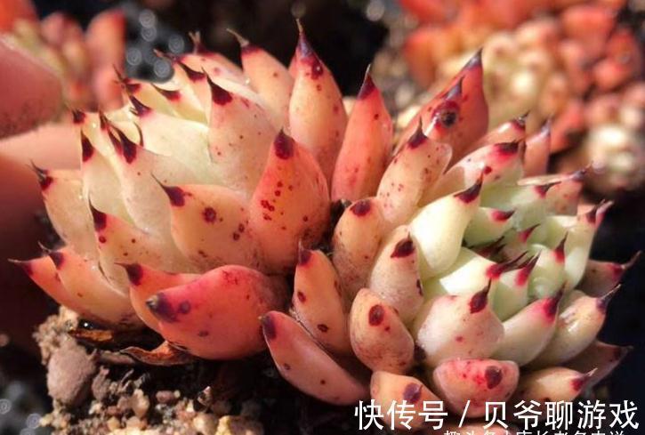 爪系多肉啥品种养的人最多?当然是绿爪!别说你没养,骗人可不好