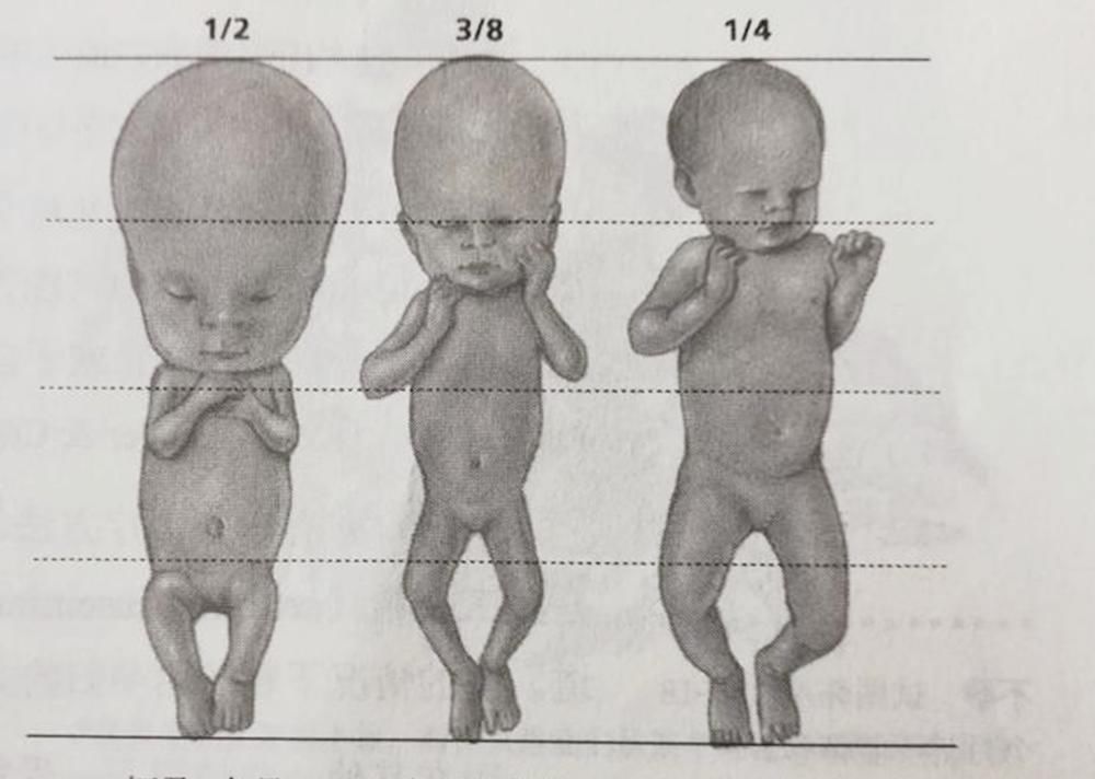 胚胎期|怀孕过了这月,腹中宝宝才算上个真正的“胎儿”,有了生命的意义