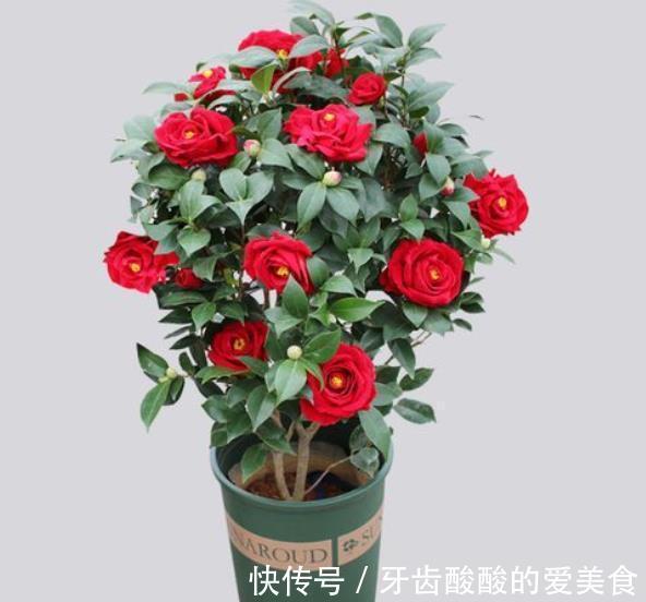 老花匠的茶花年年开满枝头,原来是做了3件事,简单有效开花美