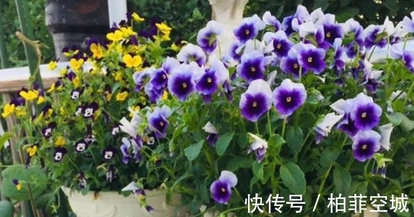 植物|盆栽土不够透气,是因为植物上盆前少做了这一步:填充它们