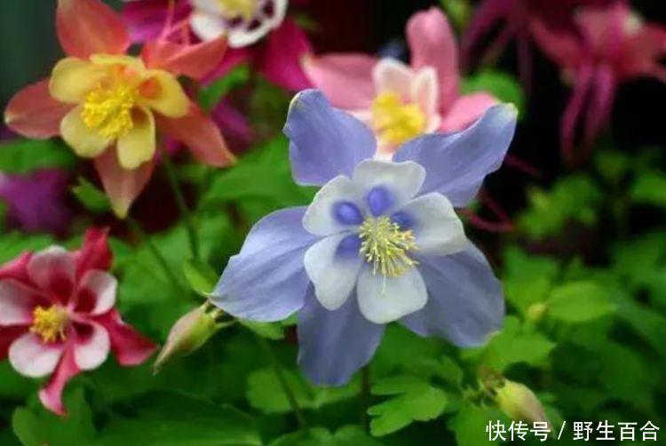 养花就养这几款,全年开花不停,好养易活,还可净化空气