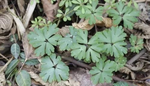 泡茶|十个女人九个贫血，用此草泡茶喝，不贫血了，乳腺越来越好