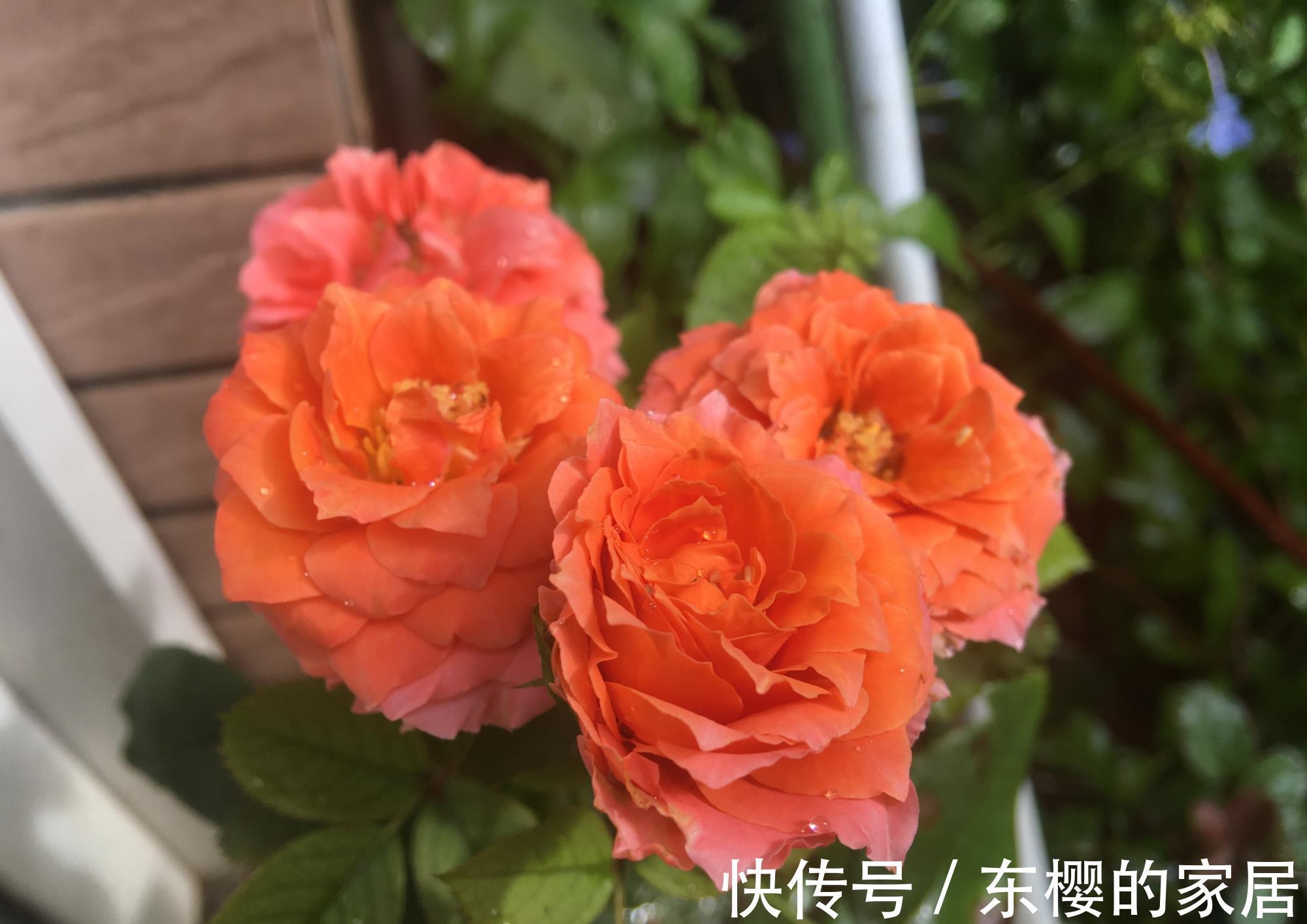 石竹|越晒越旺的三种花，阳台上养一盆，一整个夏天开花很热闹