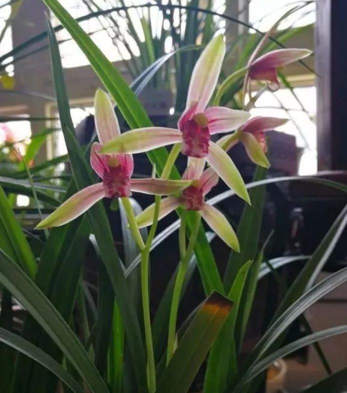 香槟玫瑰|6月11日开始，养花试试这几款，阳台开出花海，花开香飘溢满屋