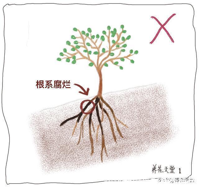 新手|7种常见的浇水方式,不仅新手不懂,有些人养花10年都没搞清楚