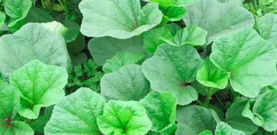 野菜|夏天爱吃野菜的女人最美丽,几种野菜可美容养颜、清热解毒、减肥