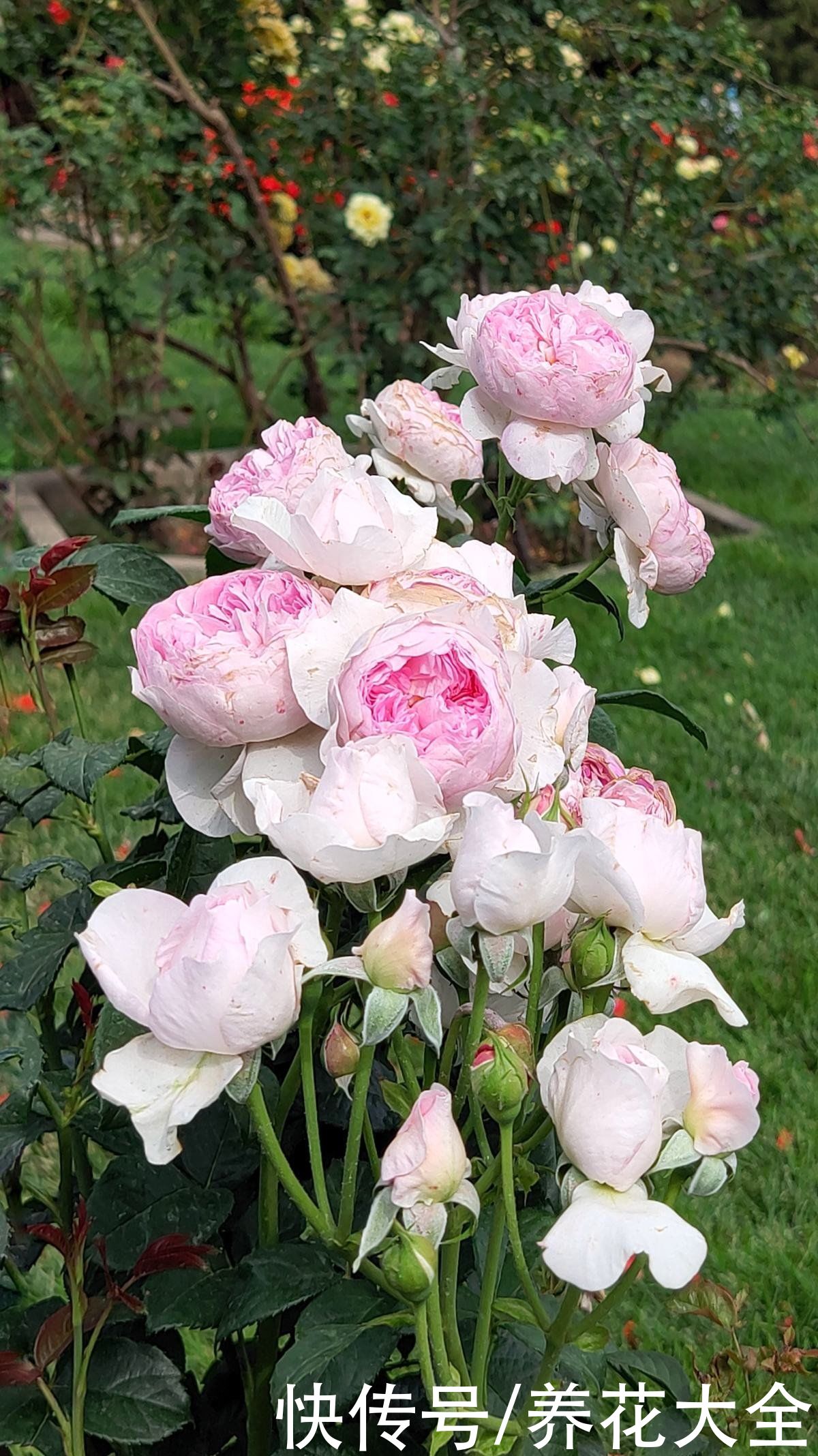 院子|农家小院种点花，档次立马上去，满院子都是花