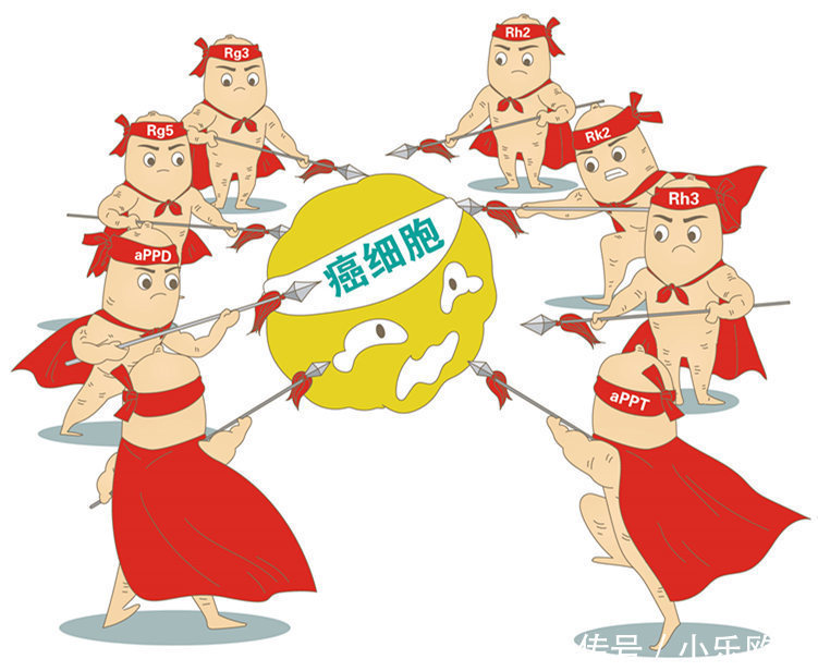 人参皂苷为什么在药店和医院买不到？