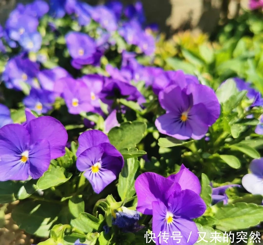 入冬修剪，这9种花，剪错不开花、杆子会枯死